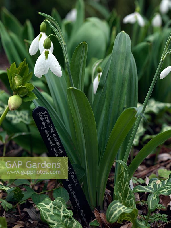 Snowdrop, a winter-flowering bulb. A chance Galanthus seedling growing in the garden of Veronica Cross, a well-known C20 Galanthophile. Under trial. Provenance noted on plant label. Lovely puckered petals.