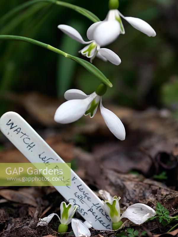 Galanthus seedling growing in the garden of Veronica Cross, a well-known C20 Galanthophile. Under trial. Plant label indicates it is one to watch.