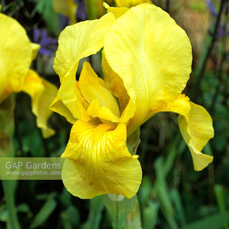 Iris germanica, a golden bearded iris flowering in late spring.