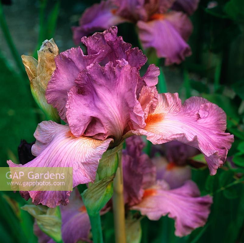 Iris 'Ramblin Rose', an American bearded iris with tangerine beard beneath deep pink falls.