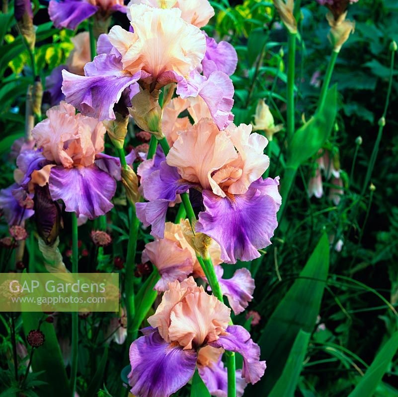 Iris 'Poem of Ecstacy', an American bearded iris with lilac and orange beard on mauve falls beneath apricot standards. Flowers in early summer.