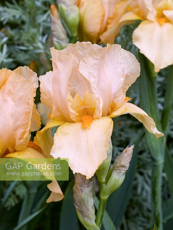 Iris 'Party Dress', a bearded iris with beautiful peach coloured scented flowers from late spring.