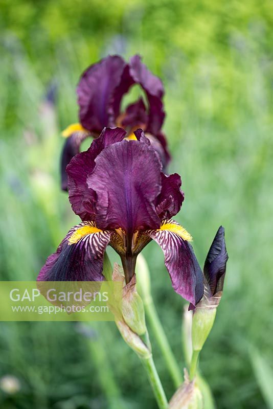 Iris 'Red Orchid', a stately bearded iris
