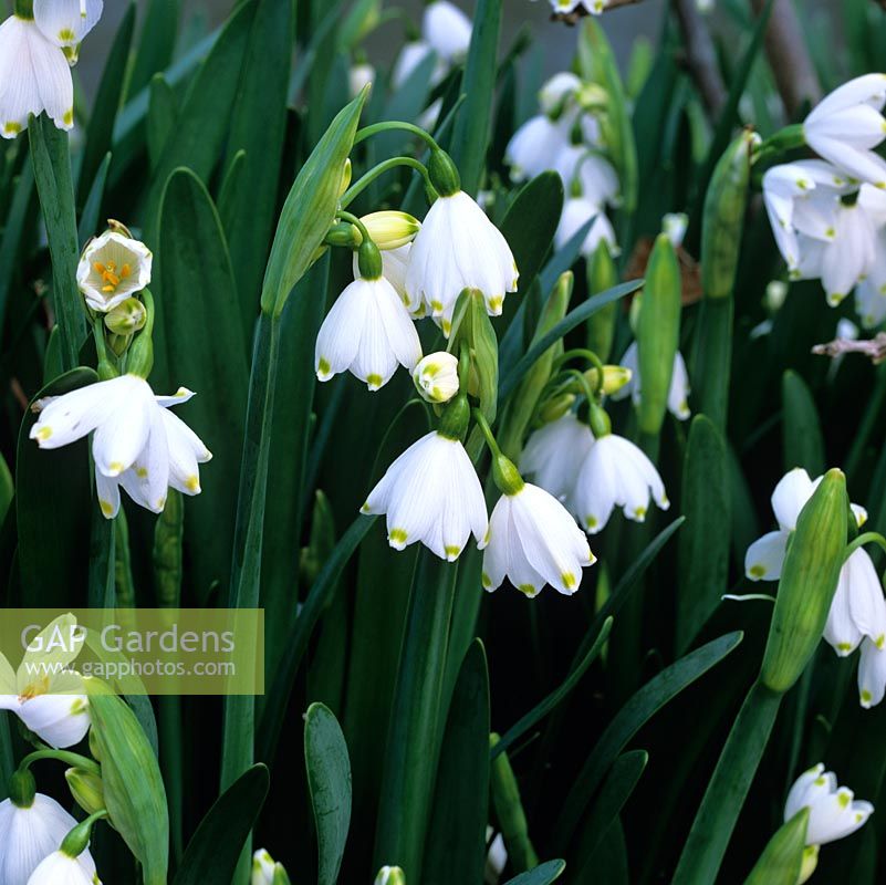 Leucojum aestivum, summer snowflake. Bulb. Strap shaped, glossy leaves - 30cm long in spring and long stems of up to 8 bell-shaped, faintly chocolate scented white flowers.