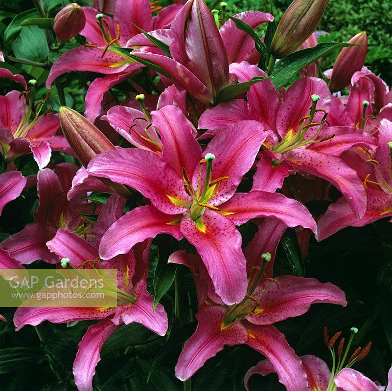 Lilium 'Stargazer', a magnificent, pink, scented lily that flowers in summer.