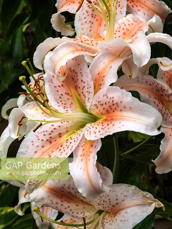 Lilium 'Salmon Star', a diminutive salmon pink oriental hybrid lily with blooms spotted in a darker shade.