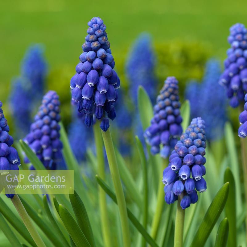 Muscari armeniacum 'Early Giant', grape hyacinth, a small bulb that flowers in winter with large, deep cobalt blue flowers. Naturalises well. Perfumed.