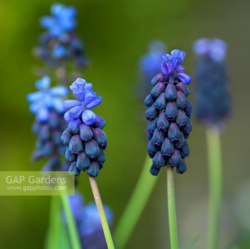 Muscari latifolium, a two-tone grape hyacinth which grows well in containers.