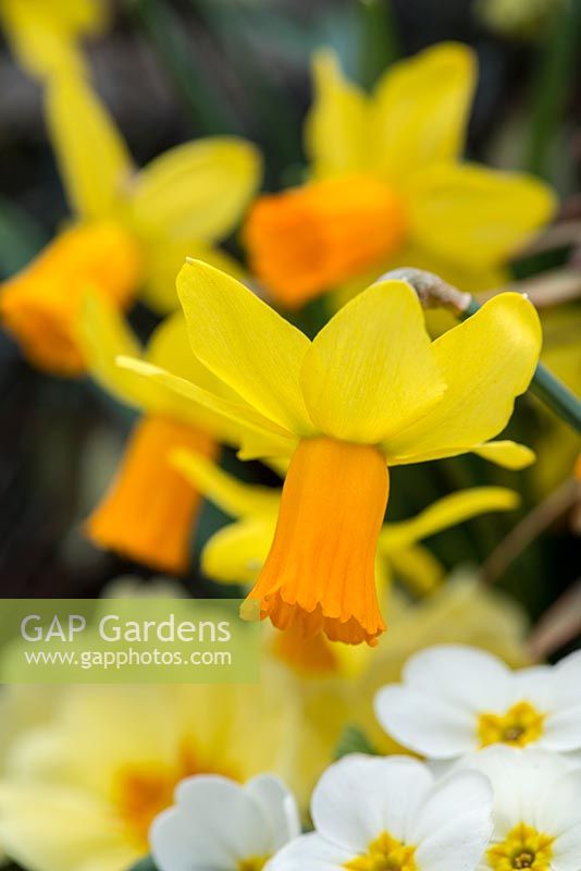 Narcissus 'Jetfire', a cyclamineus daffodil bulb with bi-coloured flowers.