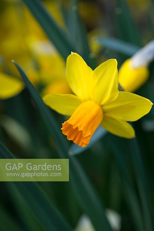Narcissus 'Jetfire', a small daffodil with bold yellow flowers with reflexed petals and bright orange trumpets.