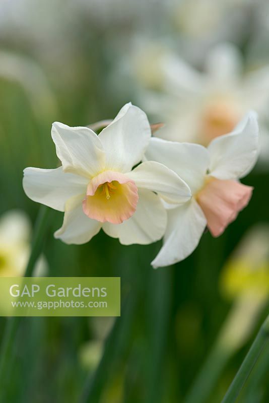 Narcissus 'Bell Song', a pretty, little daffodil with white, swept back outer petals framing a short, golden pink trumpet. Flowers in April. Fragrant.