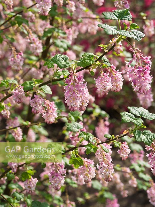 Ribes sanguineum 'Poky's Pink' - Flowering Currant