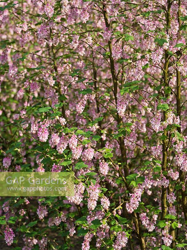Ribes sanguineum 'Poky's Pink' - Flowering Currant