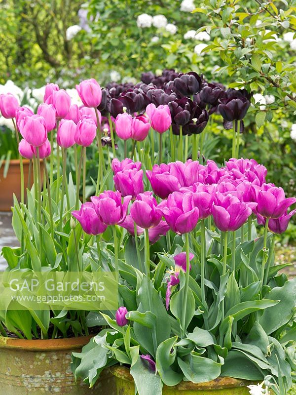 Tulipa 'Passionale', 'Don Quichotte' and 'Paul Scherer'