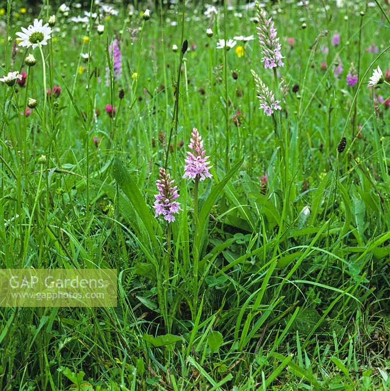 Dactylorhiza fuchsii, common spotted orchid, grows naturally in an ancient wildflower meadow.