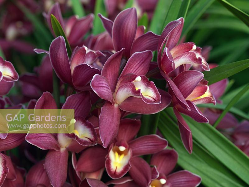 Cymbidium hybrid, an evergreen orchid that can bloom all through the dull winter months. Rich deep pink. Indoor plant.
