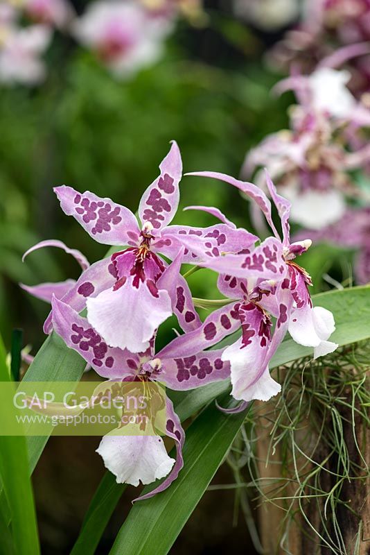 Aliceara Peggy Ruth Carpenter, a pink and purple spotted orchid. Not hardy.
