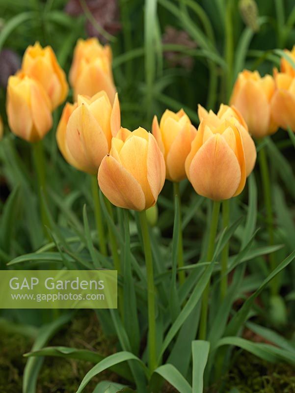Tulipa batalinii 'Bronze Charm', a 25cm high tulip with flowers the colour of ripe peaches in spring.