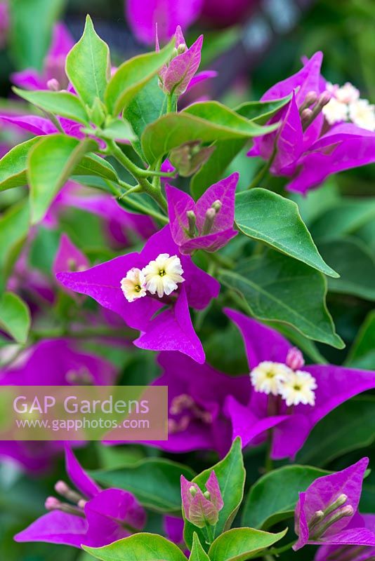 Bougainvillea Elsbeth, a compact variety with vivid purple bracts.