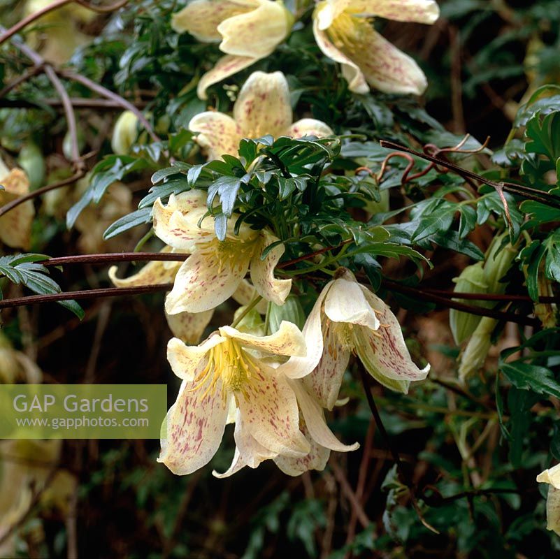 Clematis cirrhosa, an evergreen early flowering climber, bearing creamy, red-flecked flowers from January.
