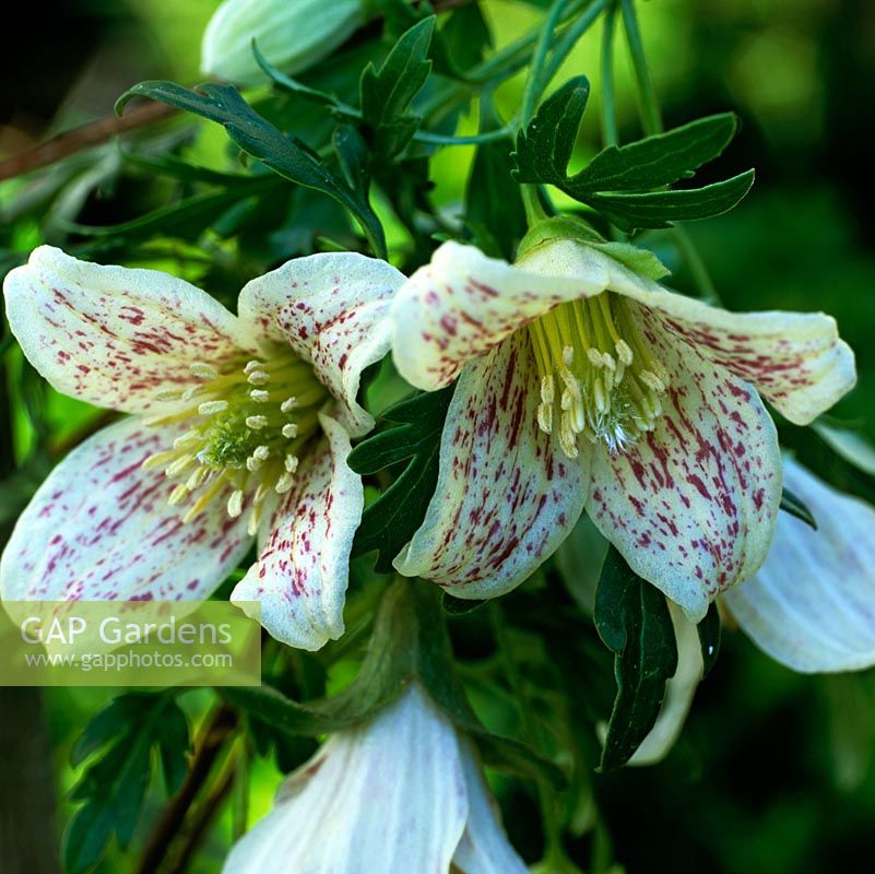 Clematis cirrhosa var. balearica, an evergreen, frost hardy, variety with bell-shaped spotted creamy flowers from late winter.