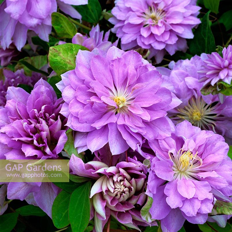 Clematis Lord Herschell, flowers in spring.
