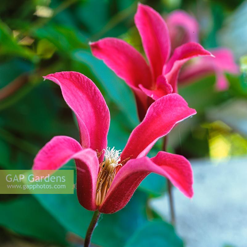 Clematis texensis 'Princess Diana' or 'Princess of Wales', a late-flowering climber with dainty, deep pink, bell-shaped flowers. Deciduous.