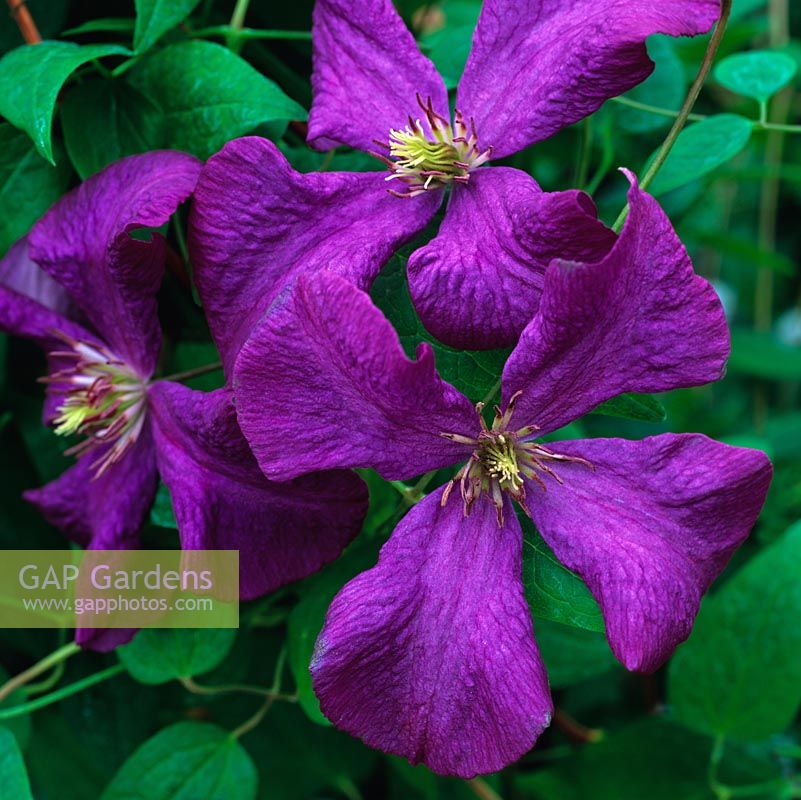 Clematis 'Cosmic melody', with curved back, purple petals. Flowers throughout summer. Herbaceous.