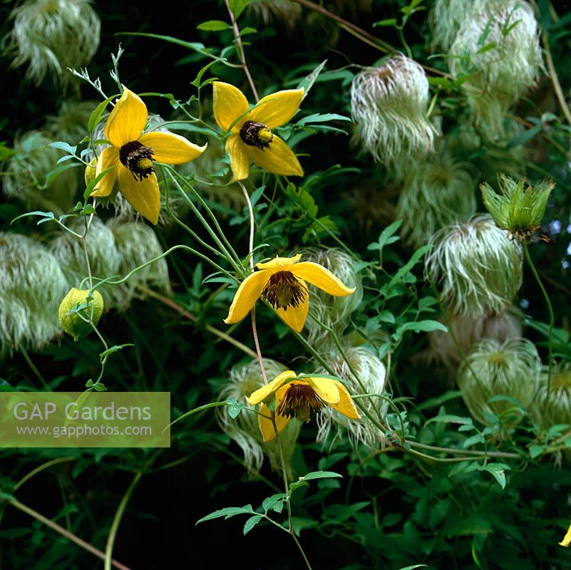 Clematis tangutica Bill Mackenzie, with many small lantern-like single golden flowers from late summer well into autumn. Then, silver fluffy seedheads. 