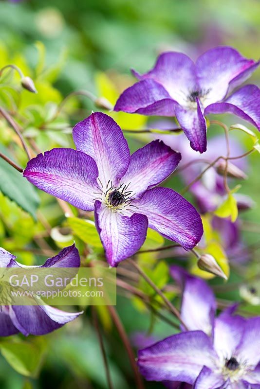 Clematis 'Venosa Violacea', a deciduous climber flowering from late summer into autumn.