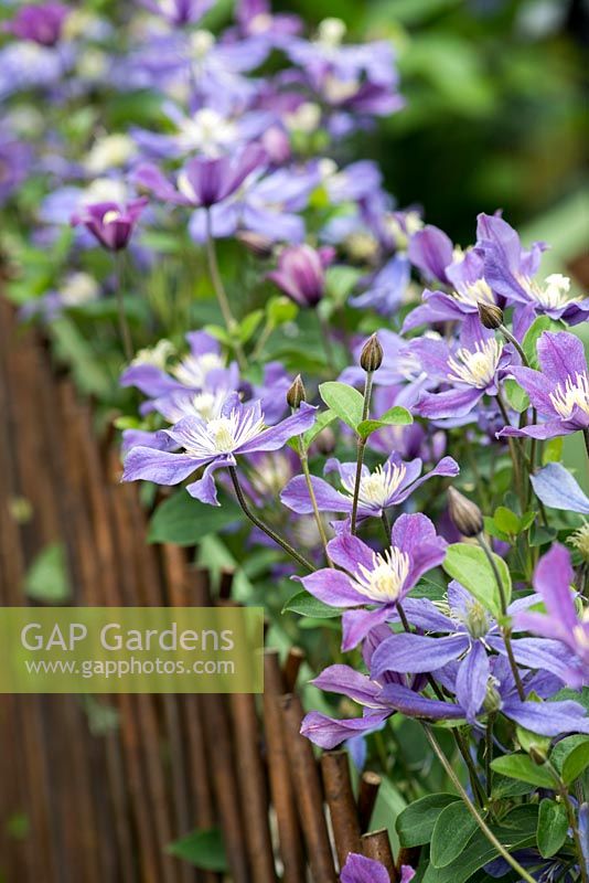 Clematis 'Arabella', a vigorous non clinging clematis that bears masses of blue purple flowers all summer long. Trains easily over fences and trellis.