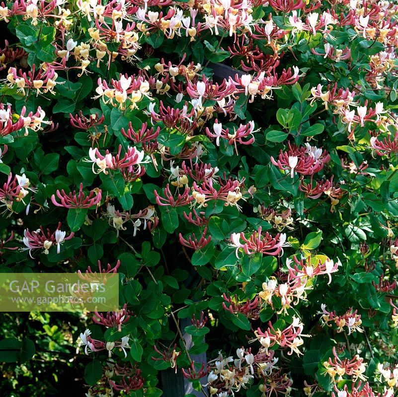 Lonicera x italica, a vigorous, fragrant honeysuckle flowering in late spring.