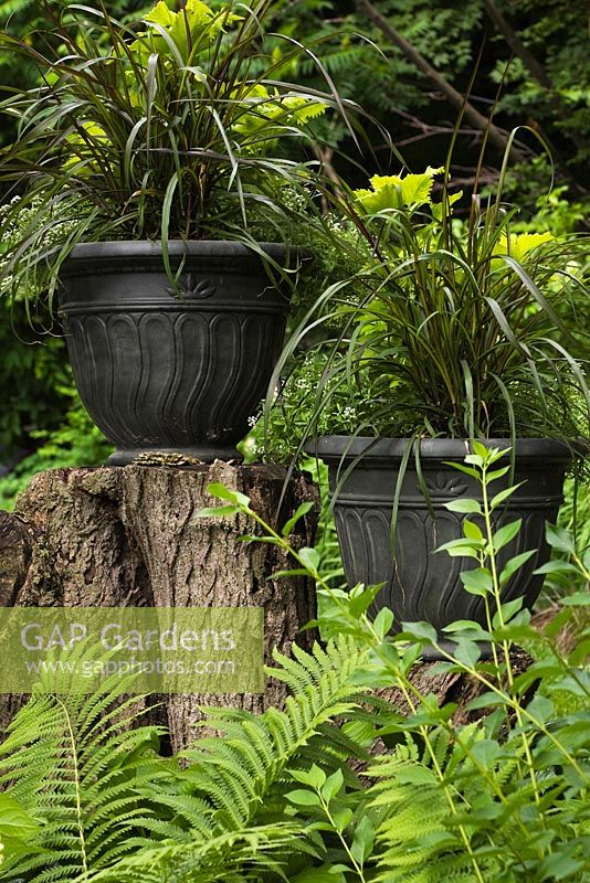 Ornamental grass plants in plastic containers on top of tree stumps framed by Pteridophyta - Ferns in private backyard country garden in summer, Quebec, Canada