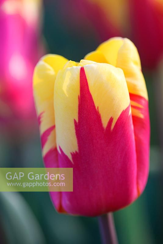 Tulipa 'Holland Queen'