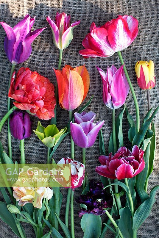 Cut flowers - tulips on table. Tulipa 'Cartouche',  Tulipa 'Sun Lover', Tulipa 'Holland Queen', Tulipa 'Estella Rijnveld', Tulipa 'Yonina', Tulipa 'Black Parrot', Tulipa 'Dream Touch', Tulipa 'Curly Sue', Tulipa Formosa, Tulipa 'Virichic'