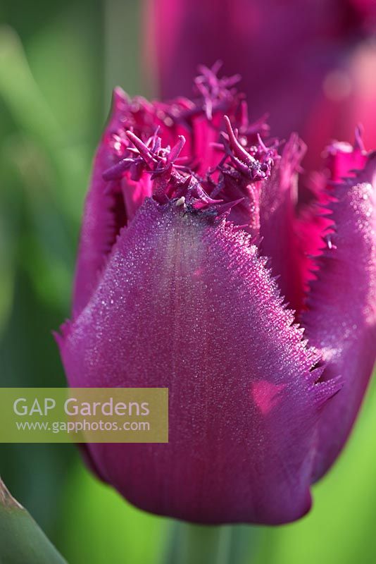 Tulipa 'Curly Sue'