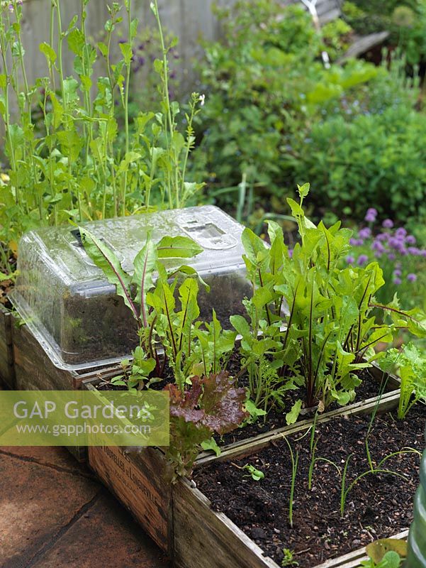 Plastic mini cloches over seedlings in old wine box. Red stemmed dandelion. Alys Fowler's 18m x 6m, organic back garden. Pretty and productive, a mix of fruit, herbs, flowers and vegetables thrive. 