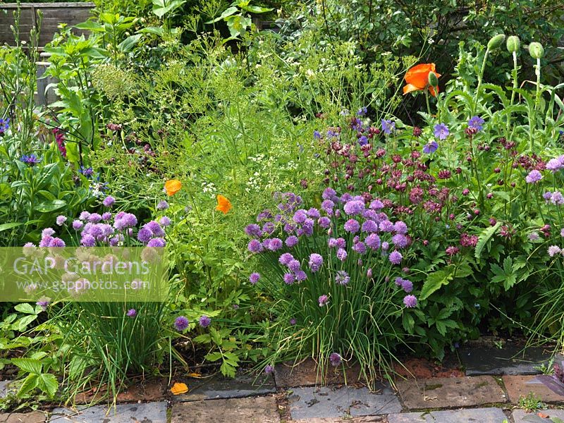 Bed with a planting combination of chives, astrantia, oriental poppy, hardy geranium, centaurea and caraway. Alys Fowler's 18m x 6m, organic garden. Productive and pretty.