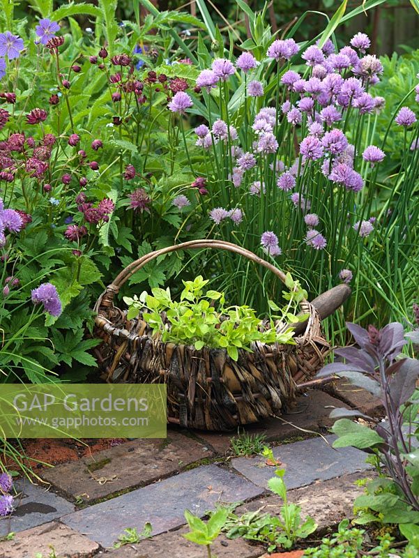 Basket of picked oregano on brick path, against backdrop of chives, astrantia and hardy geranium.  Alys Fowler's 18m x 6m, organic, productive and pretty garden. 