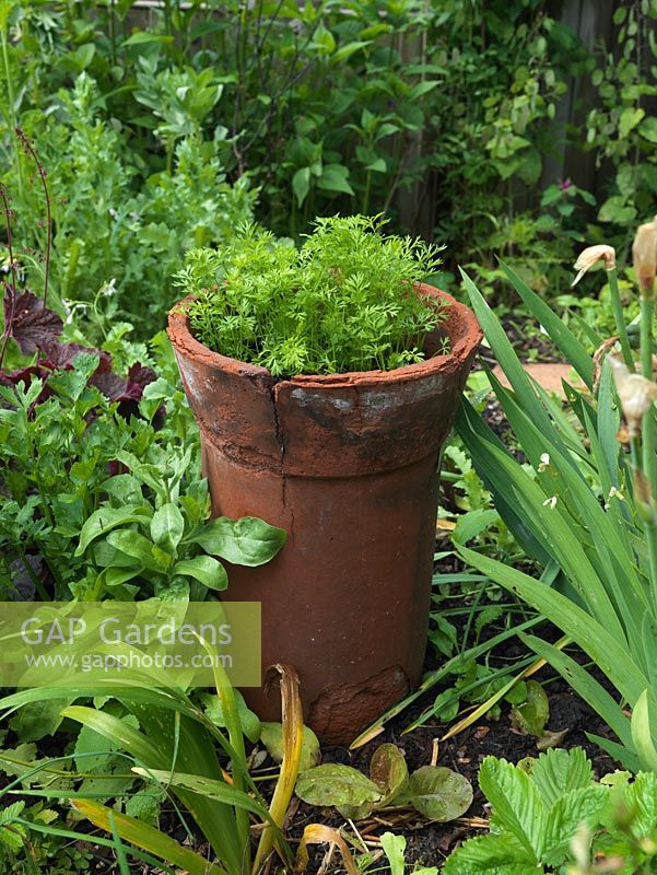 Carrots grow in tall chimney pot in bed of iris, heuchera, beans, strawberry, lettuce. Alys Fowler's 18m x 6m, organic, productive and pretty garden. 