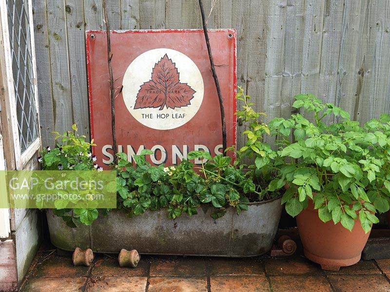 Strawberries grow in old galvanised bath on terrace beside large pot of potatoes. Alys Fowler's 18m x 6m, organic garden. 