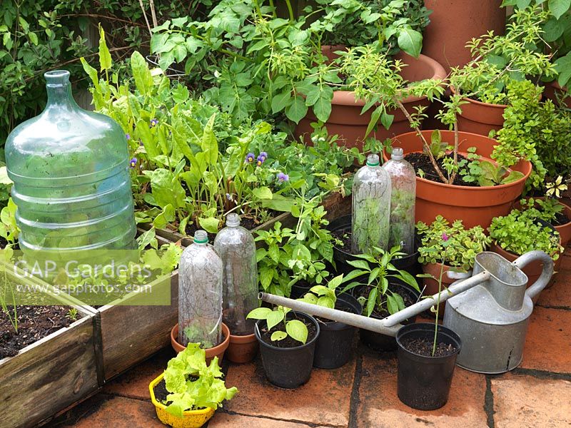 On terrace, recycled plastic 2L bottles improvise as mini cloches over basil. Growing in pots and boxes are lettuce, dandelion, peas, potato. Alys Fowler's 18m x 6m, organic garden. 