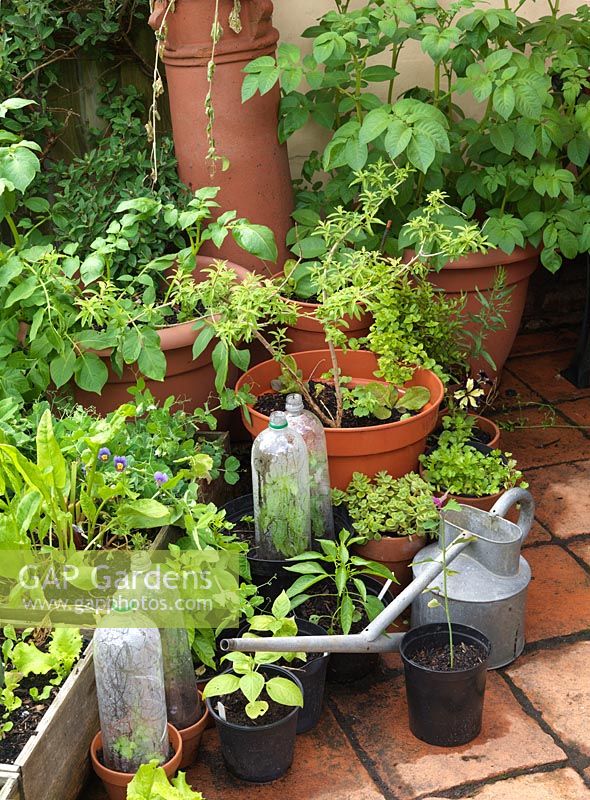 Terrace with recycled plastic 2L bottles improvise as mini cloches over basil. Growing in pots and boxes are lettuce, dandelion, peas, potato. Alys Fowler's 18m x 6m, organic garden. 