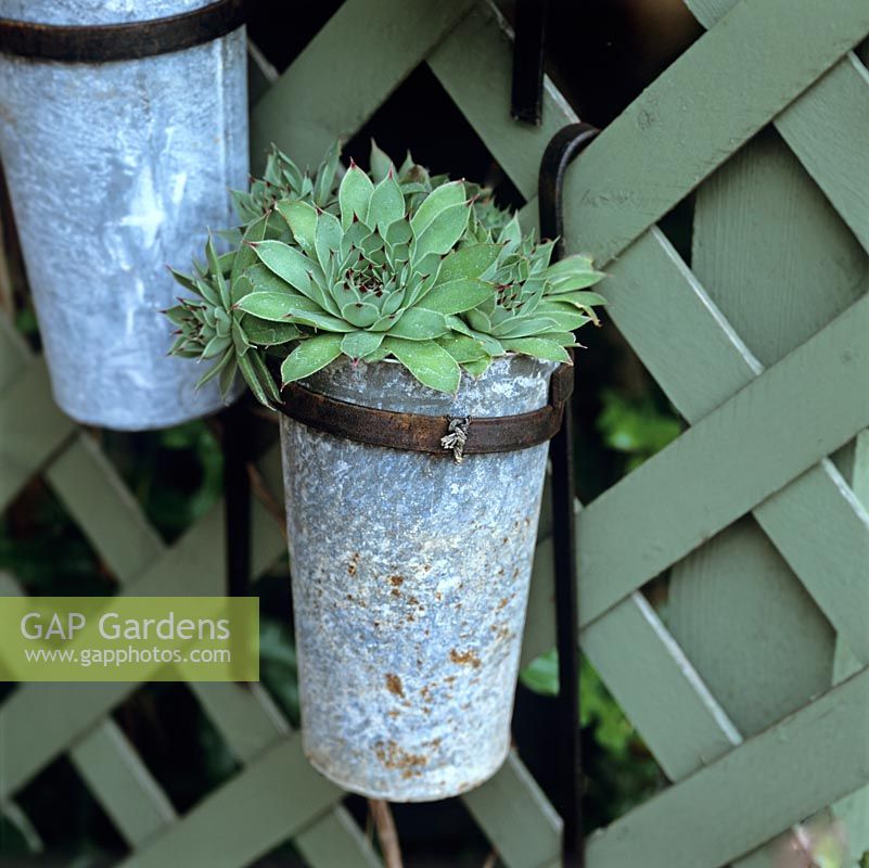 Wall pots of succulents add interest to a dull expanse of shady trellis.