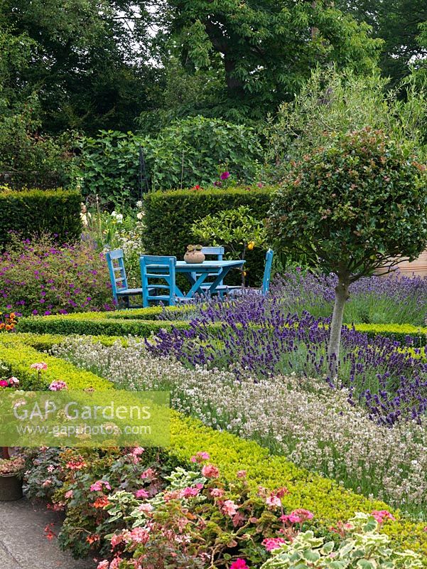 Parterre of four triangular, box-edged beds filled with Ilex aquifolium - holly as standards and 6 lavender varieties. Pots of pelargonium flank box hedge. Table and chairs.