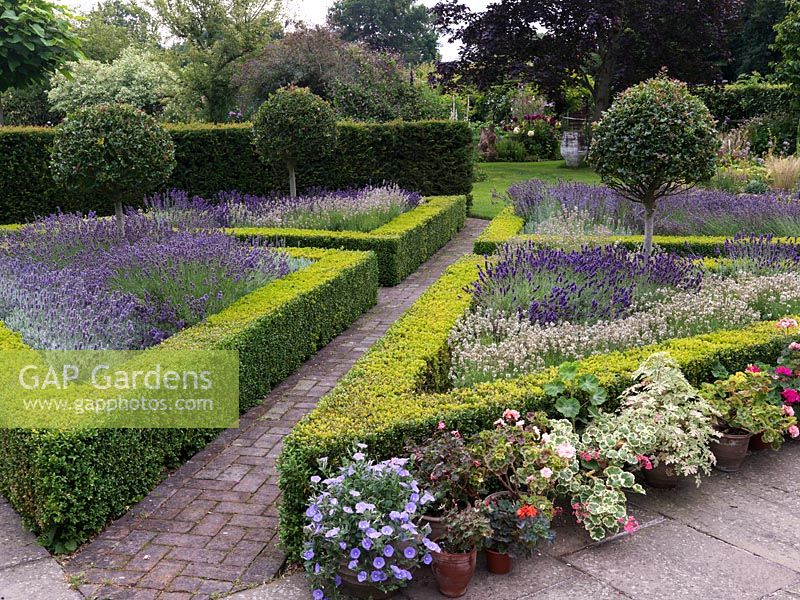 Parterre. 4 triangular beds edged in box hedges. Iliex aquifolium - holly standards and lavenders - L. angustifolia 'Hidcote', 'Folgate', 'Rosea' and L. x chaytorae 'Richard Gray'.