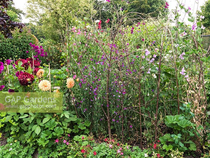 Vegetable and cut flower garden with sweet peas - Lathyrus odoratus 'Cupani' and 'High Scent' - and Dahlias 'Requiem', 'Spartacus', 'Cafe au Lait' and 'Ludwig Helfert'.