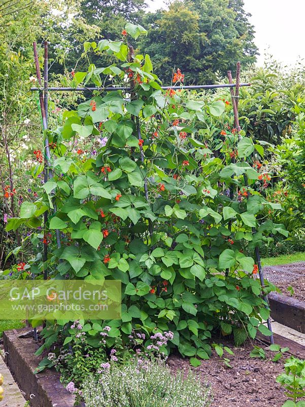 Phaseolus coccineus - Kitchen garden with raised beds planted with runner beans trained over a metal frame.