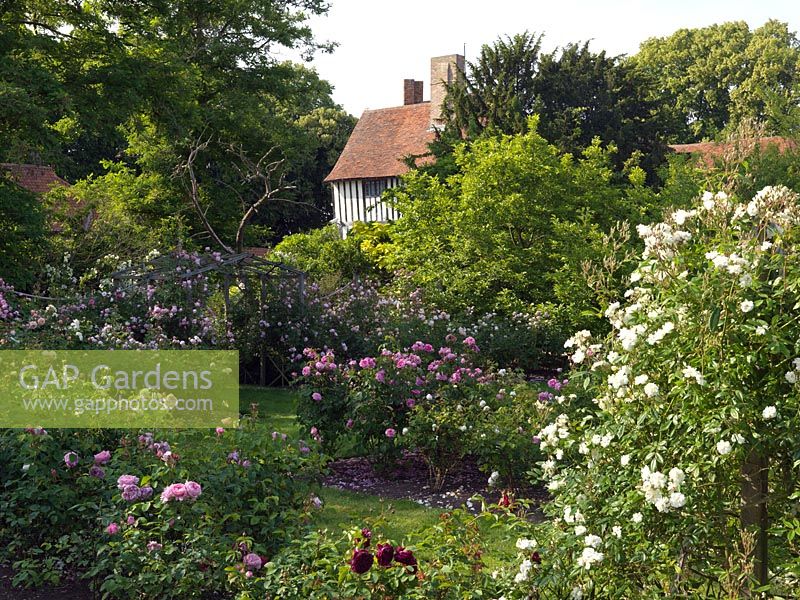 A large rose garden filled with old-fashioned fragrant varieties, in front of a Elizabethan timber framed house.