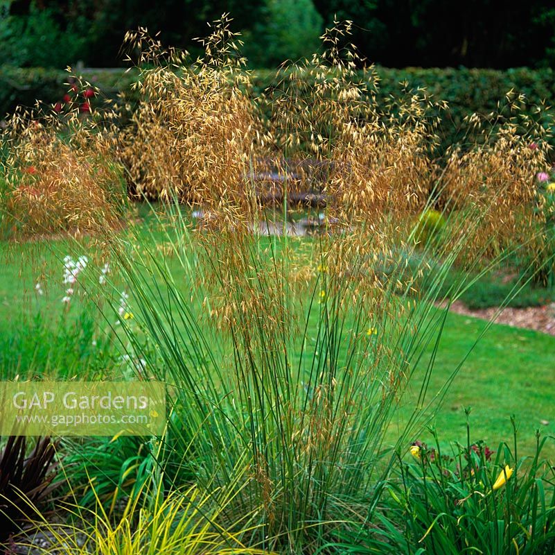 Stipa gigantea, golden oats, thrives in a gravel bed, its panicles golden in early morning light.
